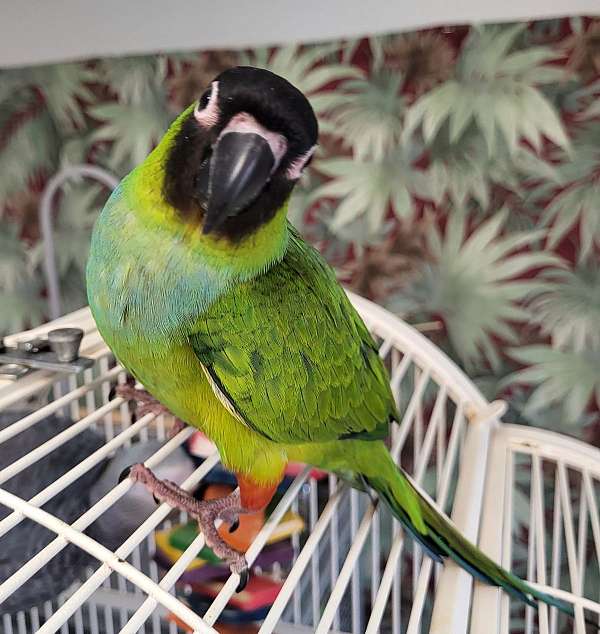nanday-conure-for-sale
