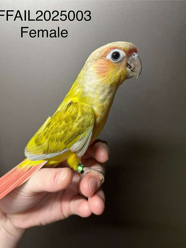 young-bird-for-sale-in-joliet-il