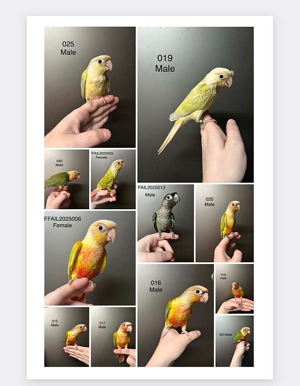 conure-green-cheek-conure-for-sale-in-joliet-il