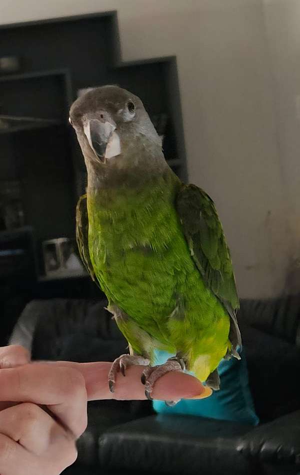 poicephalus-parrots-for-sale