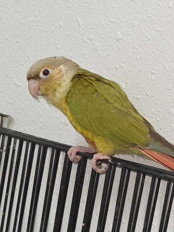 fischers-lovebird-for-sale-in-lexington-sc