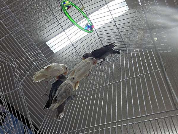 grey-bird-for-sale-in-lexington-sc