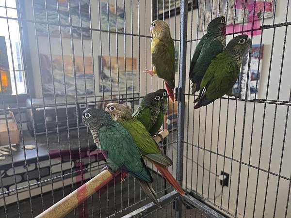 red-bird-for-sale-in-lexington-sc