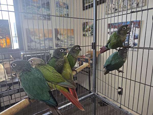 medium-bird-for-sale-in-lexington-sc