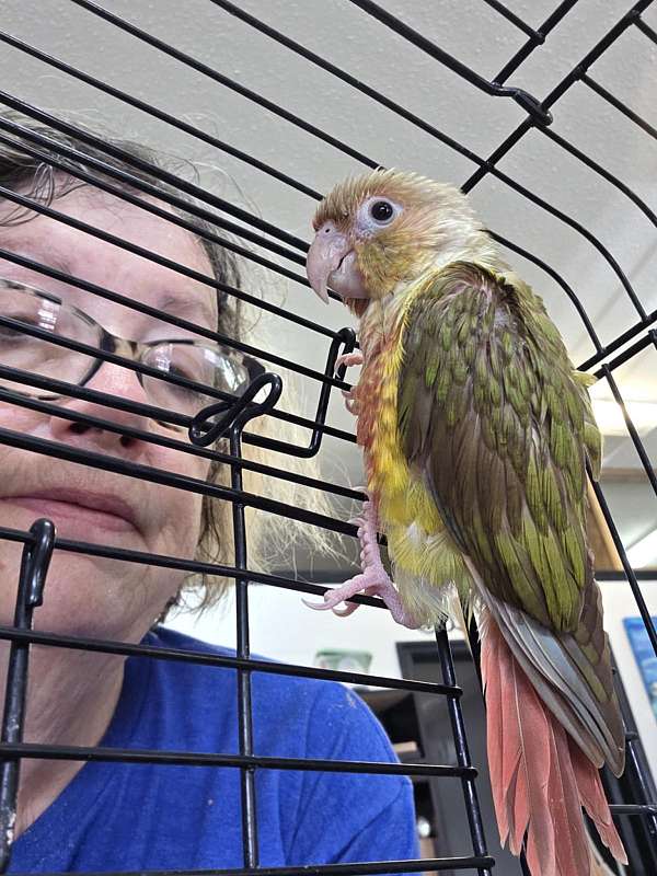 companion-bird-for-sale-in-lexington-sc