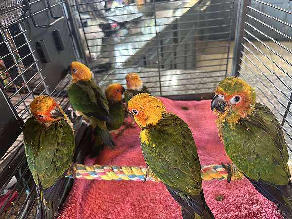 sun-conure-for-sale-in-the-dalles-or