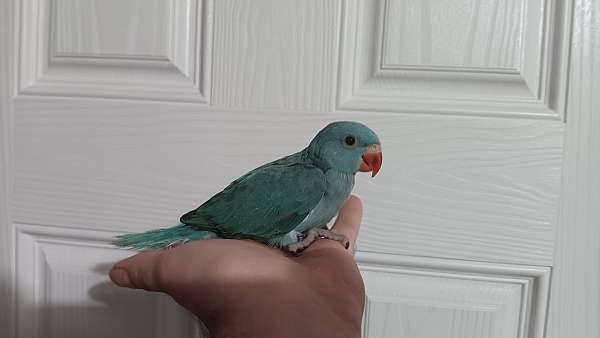 parakeet-for-sale
