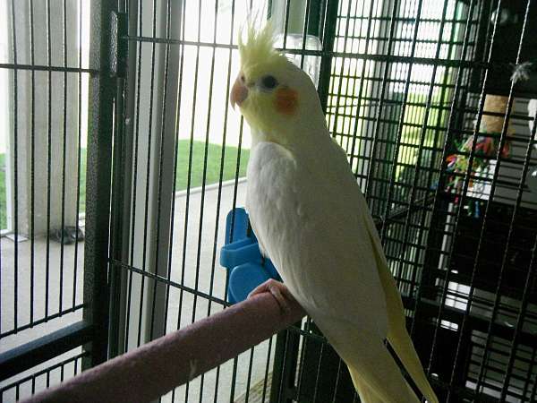 white-bird-for-sale-in-bradenton-fl