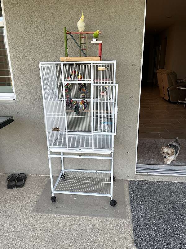 exotic-bird-for-sale-in-bradenton-fl