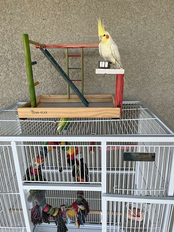 house-trained-bird-for-sale-in-bradenton-fl