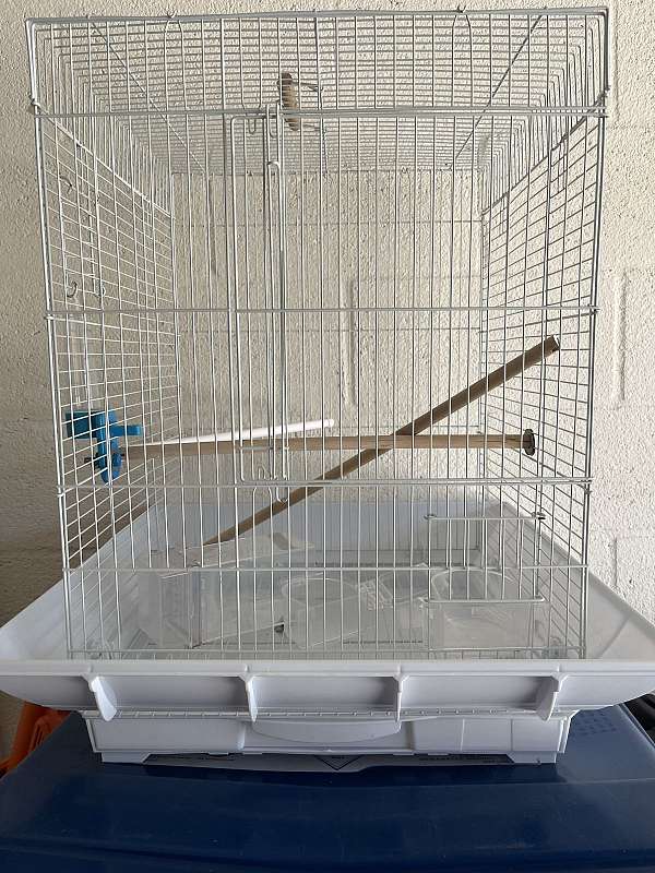 white-bird-for-sale