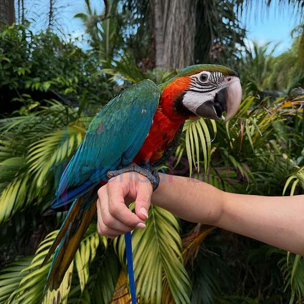 hybrid-macaw-for-sale