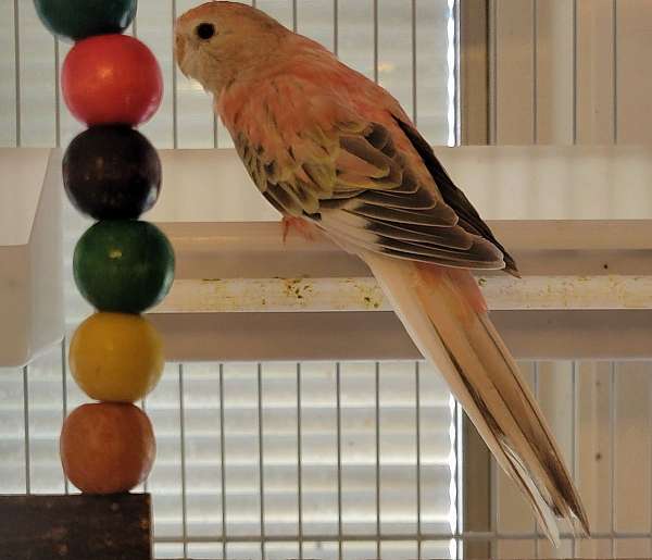 tame-bird-for-sale-in-east-greenbush-ny