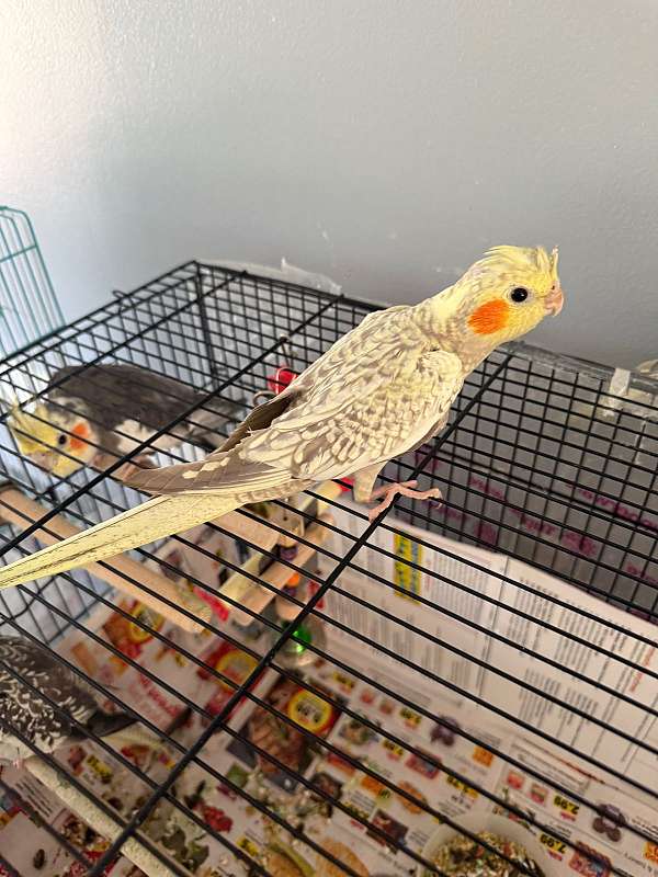 cockatiel-for-sale