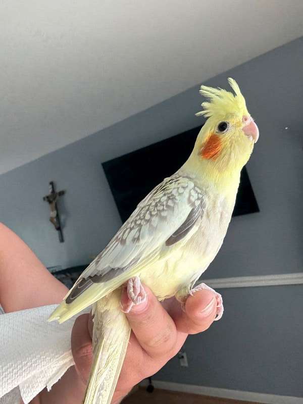 cockatiel-for-sale