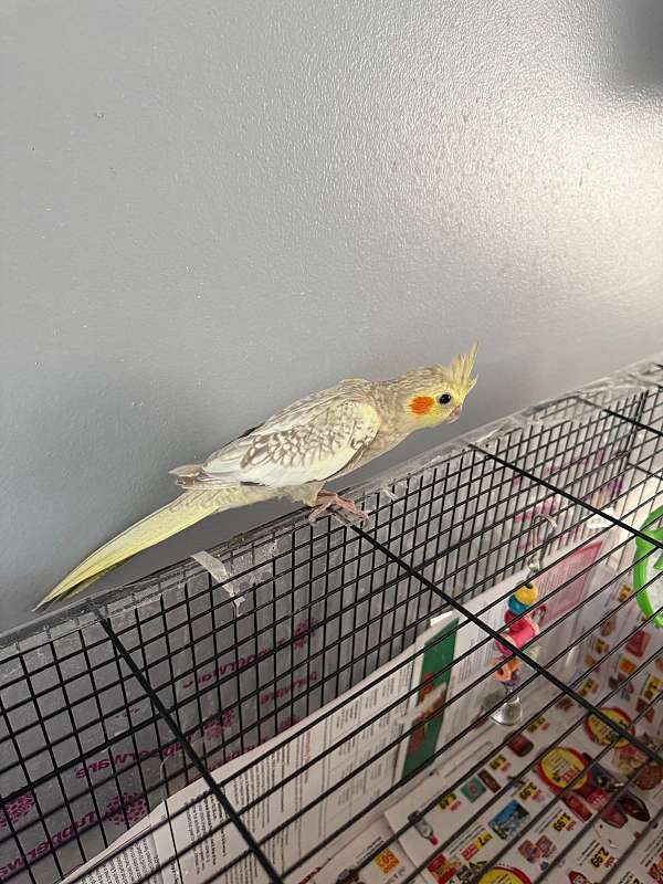 cockatiel-for-sale