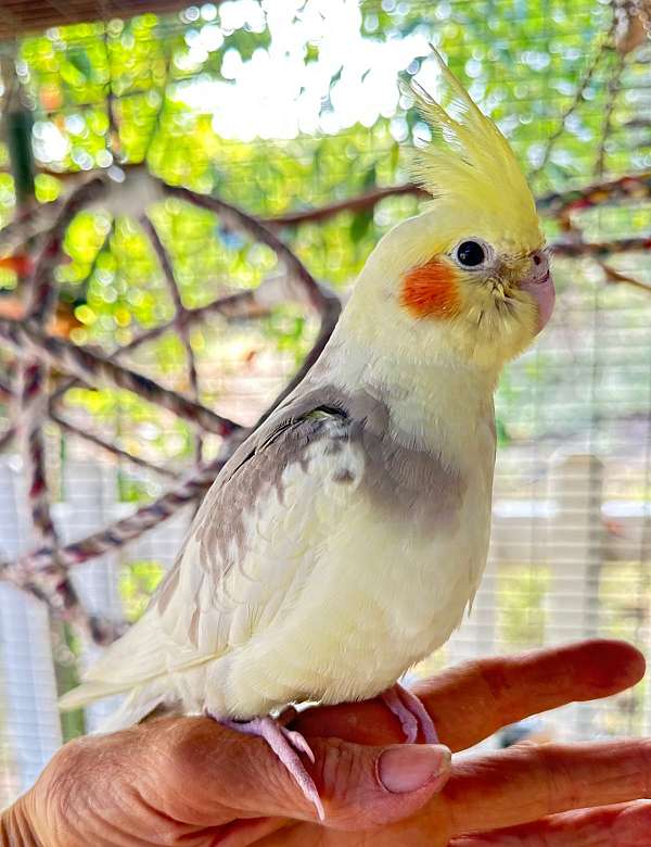 orange-bird-for-sale-in-elfin-forest-ca
