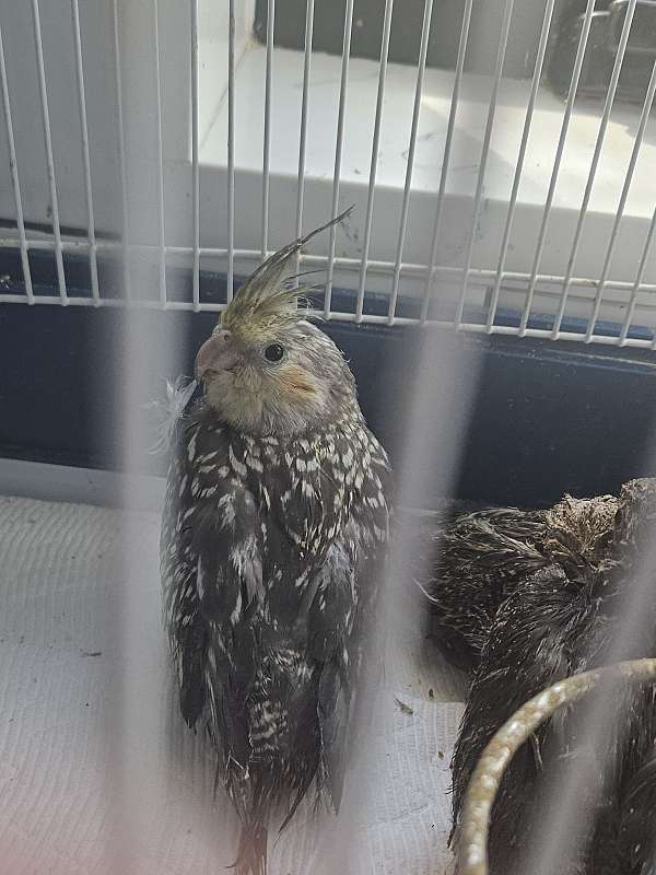 cockatiel-for-sale