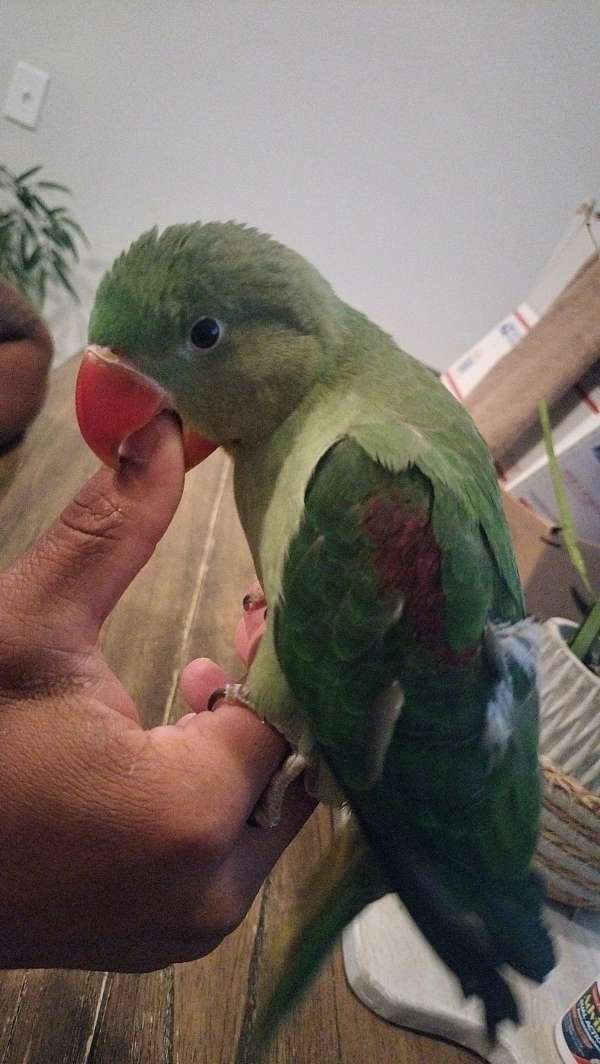 parrot-for-sale