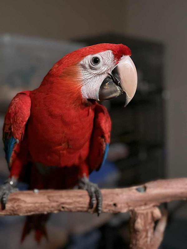 scarlet-macaw-for-sale