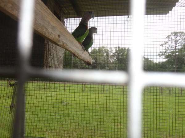 brown-necked-poicephalus-parrots-for-sale