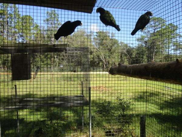 white-capped-pionus-parrots-for-sale-in-bronson-fl