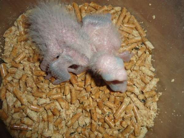 green-white-exotic-bird-for-sale
