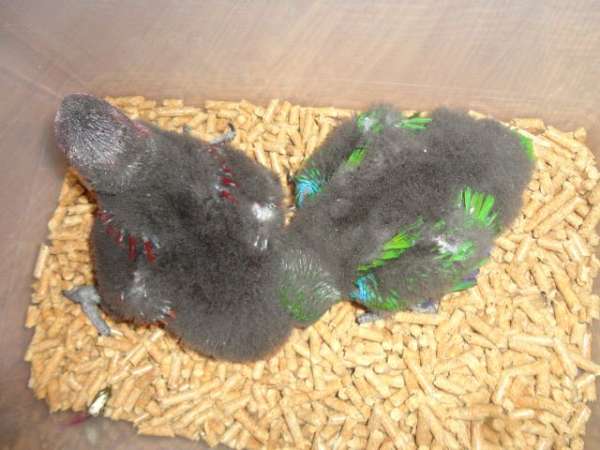vosmaeri-eclectus-parrots-for-sale