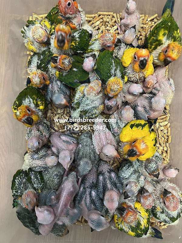 sun-conure-for-sale