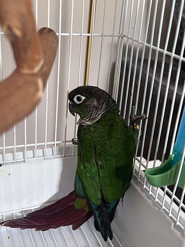 baby-young-bird-for-sale-in-gainesville-va