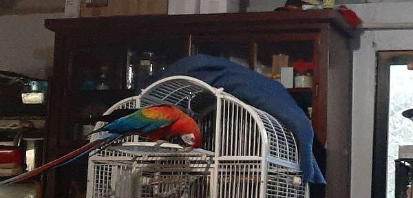 red-bird-for-sale-in-placerville-ca