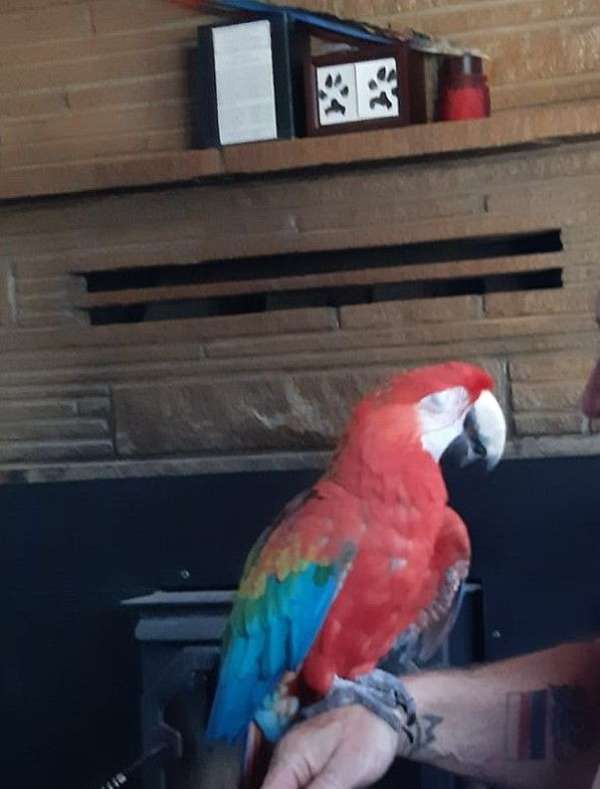 yellow-bird-for-sale-in-placerville-ca