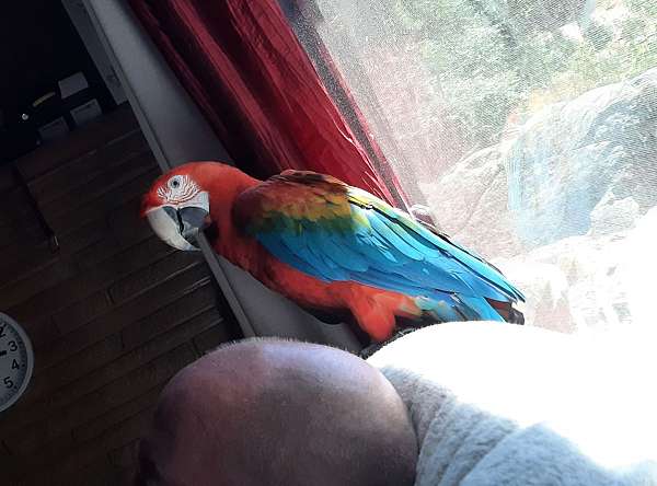 exotic-bird-for-sale-in-placerville-ca
