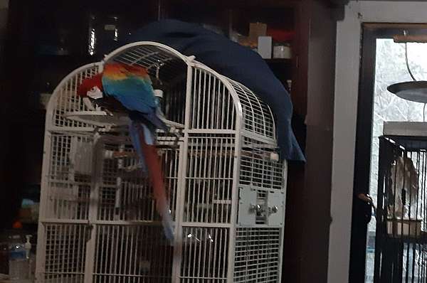 fancy-bird-for-sale-in-placerville-ca