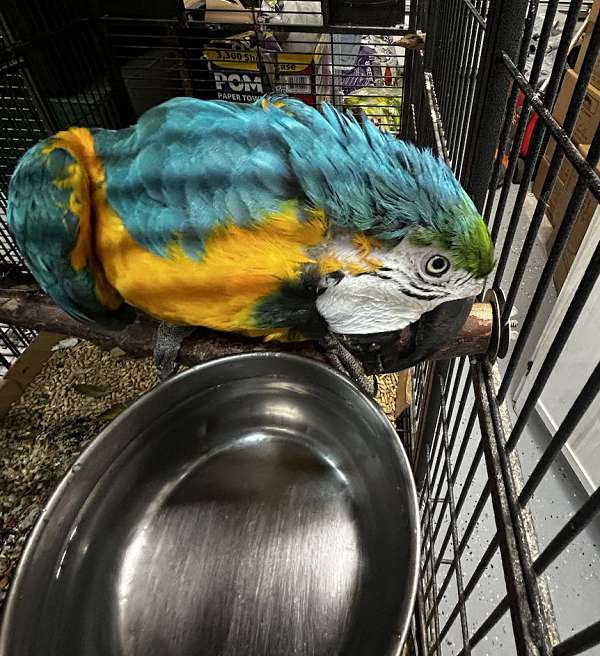 blue-gold-macaw-for-sale