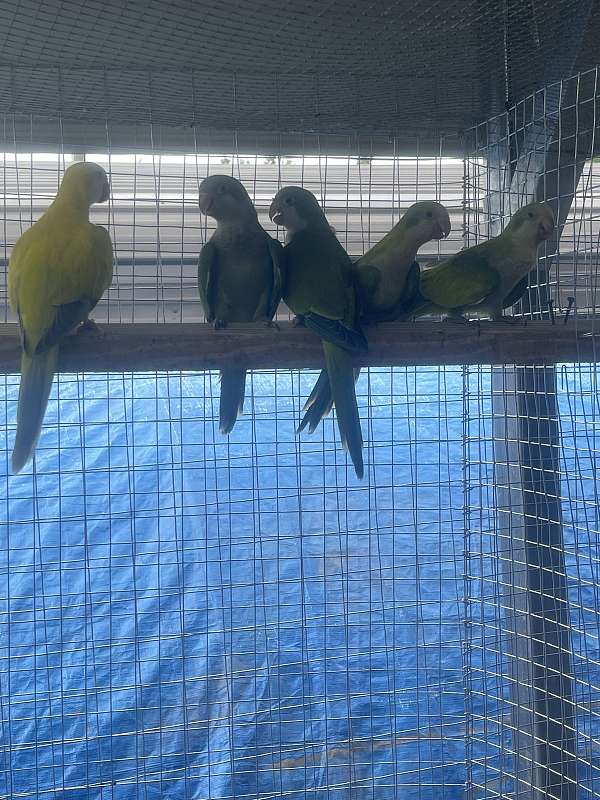 parrot-for-sale
