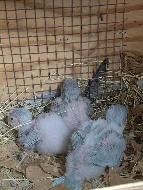 parrot-for-sale