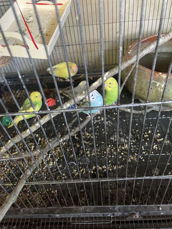 parakeet-for-sale