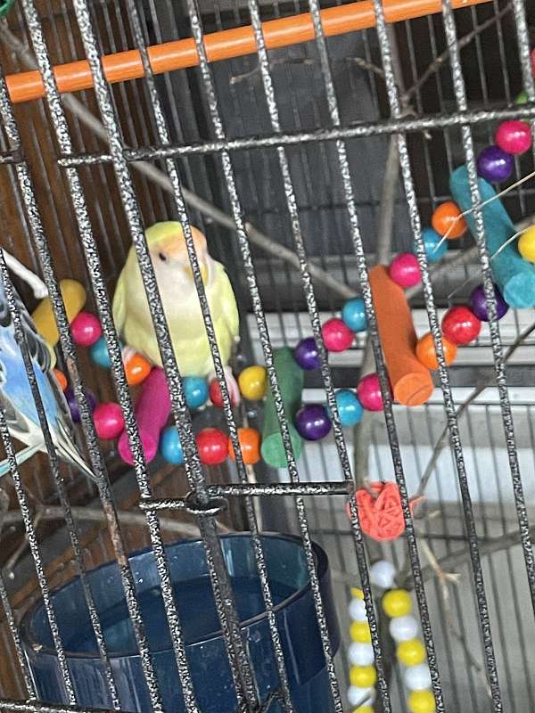 lovebird-for-sale-in-indiana
