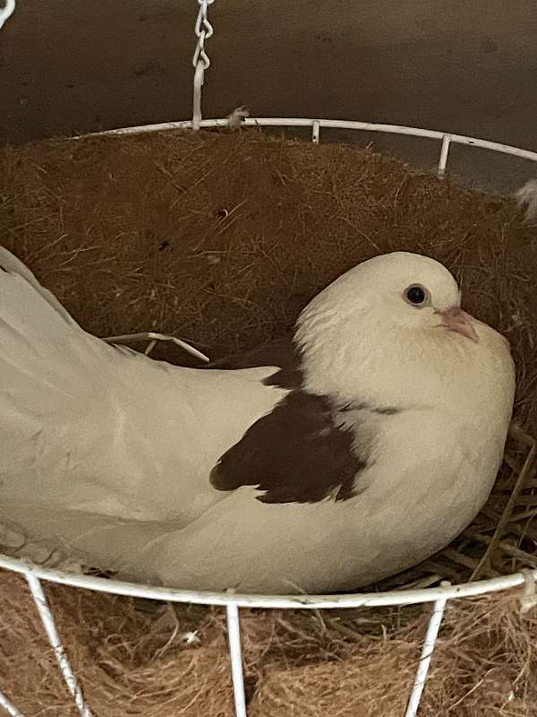 pigeon-for-sale-in-indiana