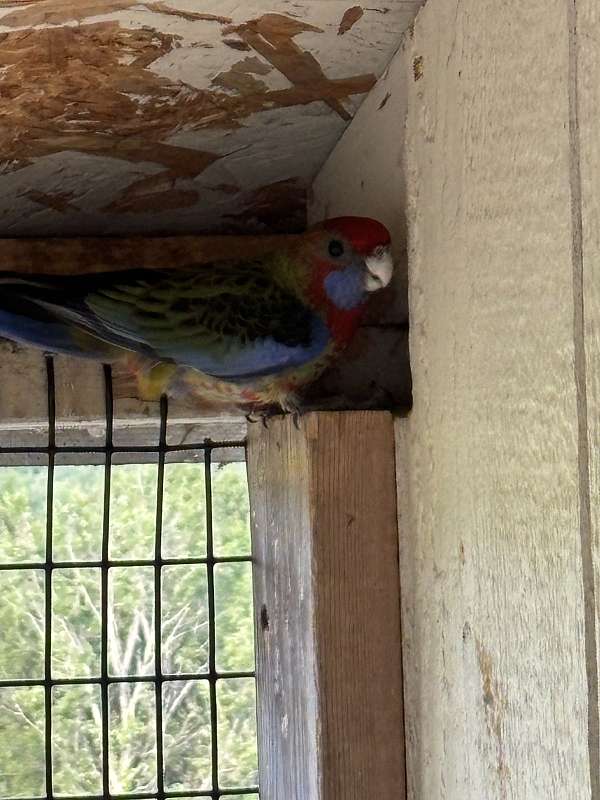 crimson-bird-for-sale-in-pennsylvania