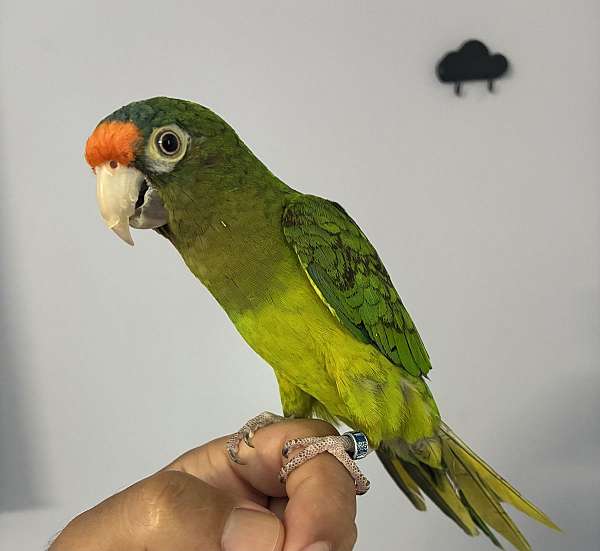half-moon-conure-for-sale-in-waterbury-ct