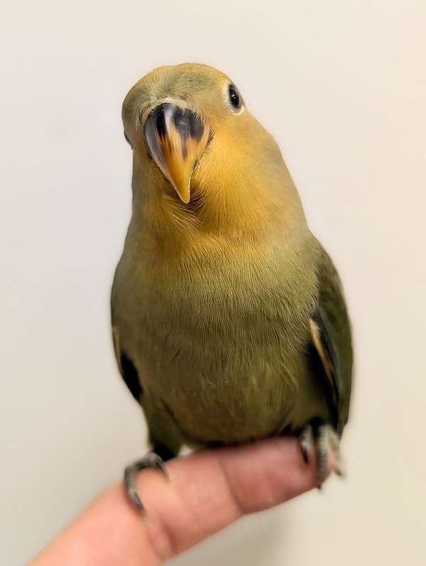 peach-faced-lovebird-for-sale