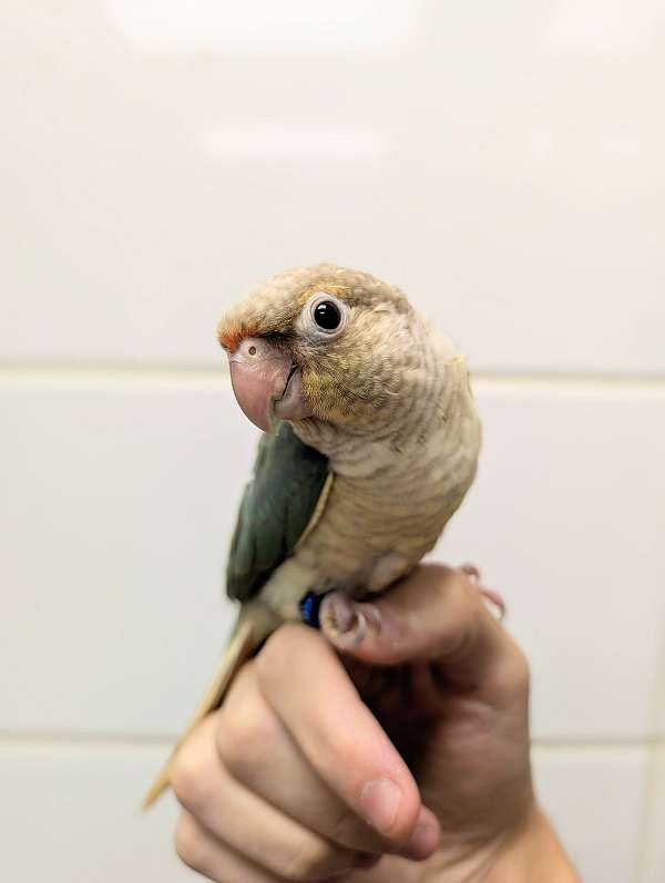green-cheek-conure-for-sale
