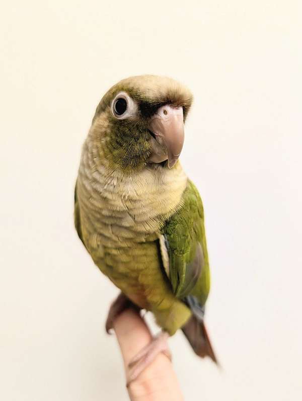 green-cheek-conure-for-sale