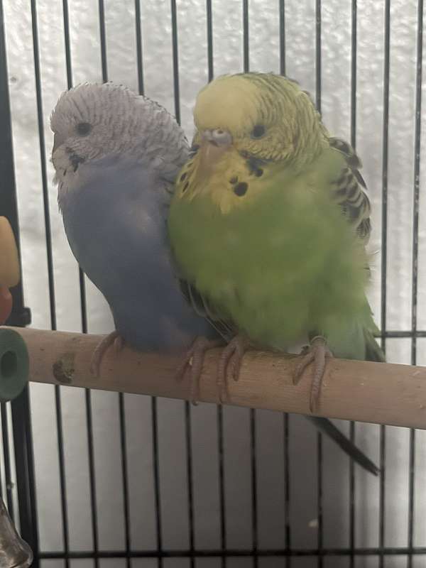 bird-for-sale-in-meridian-id