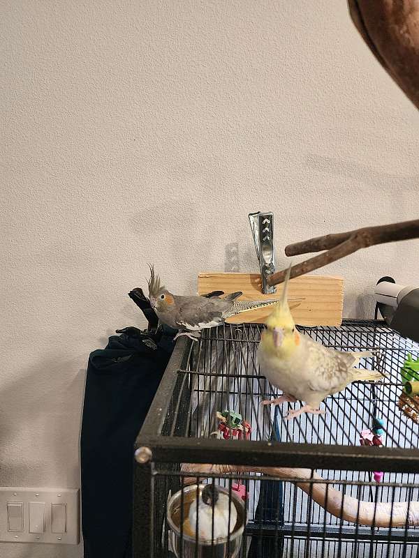 cockatiel-for-sale-in-silverhill-al