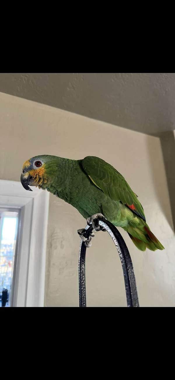 orange-winged-amazon-parrot-for-sale-in-riverton-ut