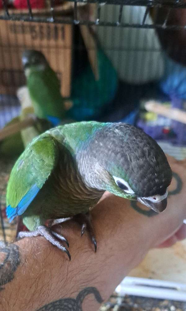 green-cheek-conure-for-sale-in-bloomsburg-pa
