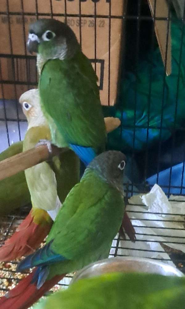 conure-green-cheek-conure-for-sale-in-bloomsburg-pa